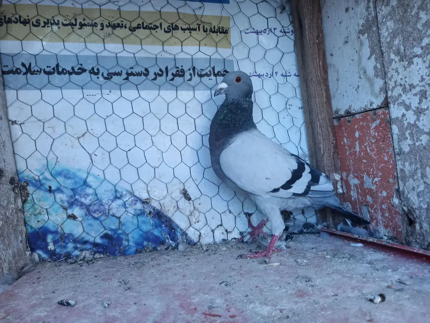 4عدد نر آلمانی ضمانتی|پرنده|مود, |دیوار