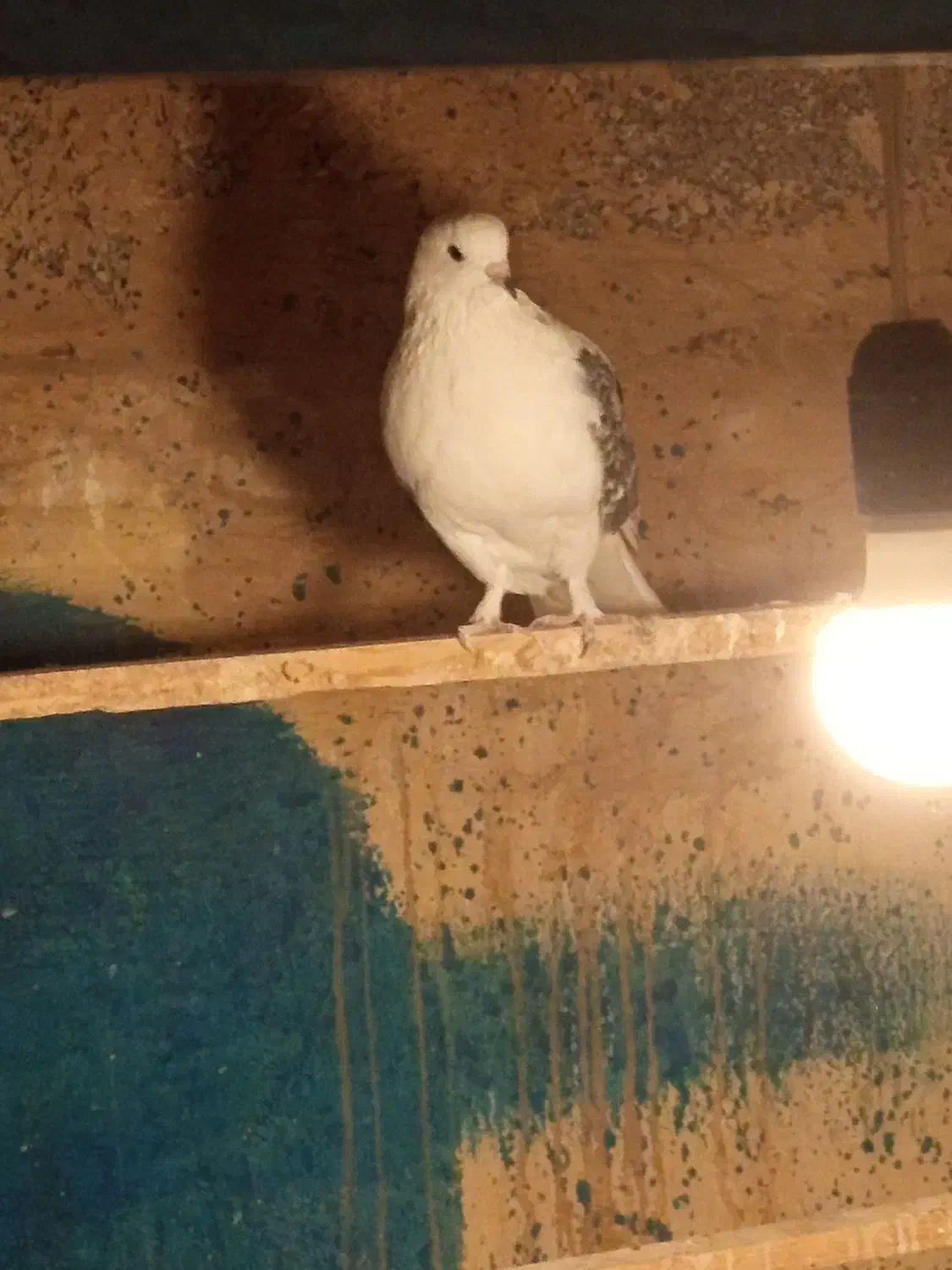 کفتر|پرنده|کرج, شهرک امیر المومنین|دیوار