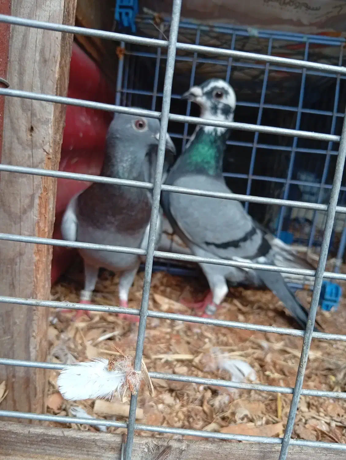 کبوتر پلاکی|پرنده|حویق, |دیوار