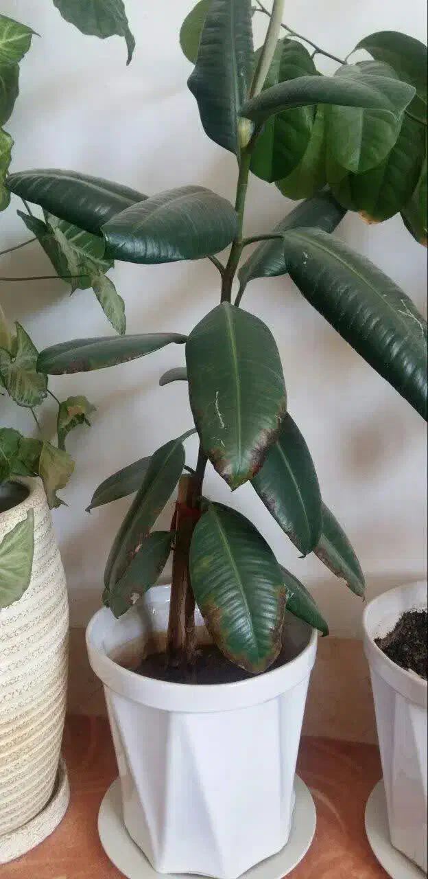 گل با گلدان بسیار شیک|گل و گیاه طبیعی|بروجرد, |دیوار