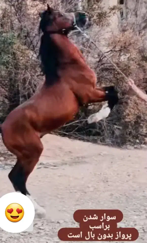 اسب سواریدار|اسب و تجهیزات اسب‌سواری|فلاورجان, |دیوار