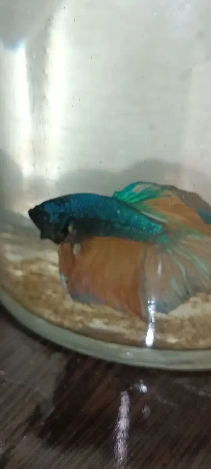 فروش ویژه ماهی فایتر گیاه روآبی و حلزون|ماهی|کرمانشاه, |دیوار