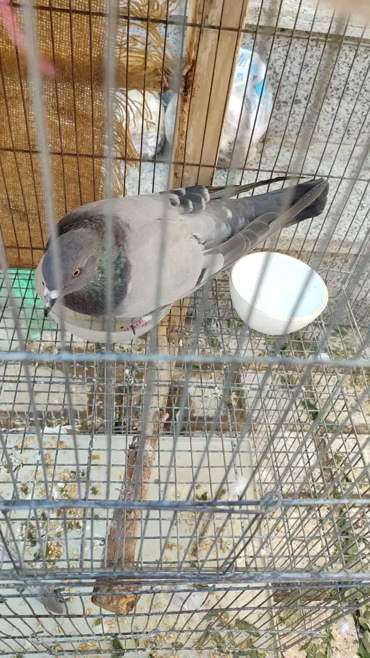 کبوتر بالغ جنسیت نامعلوم|پرنده|شاهین‌شهر, شهرک گلدیس|دیوار