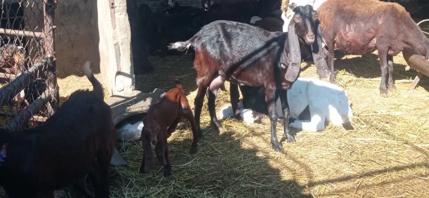 بز پاکستانی|حیوانات مزرعه|گرگان, |دیوار