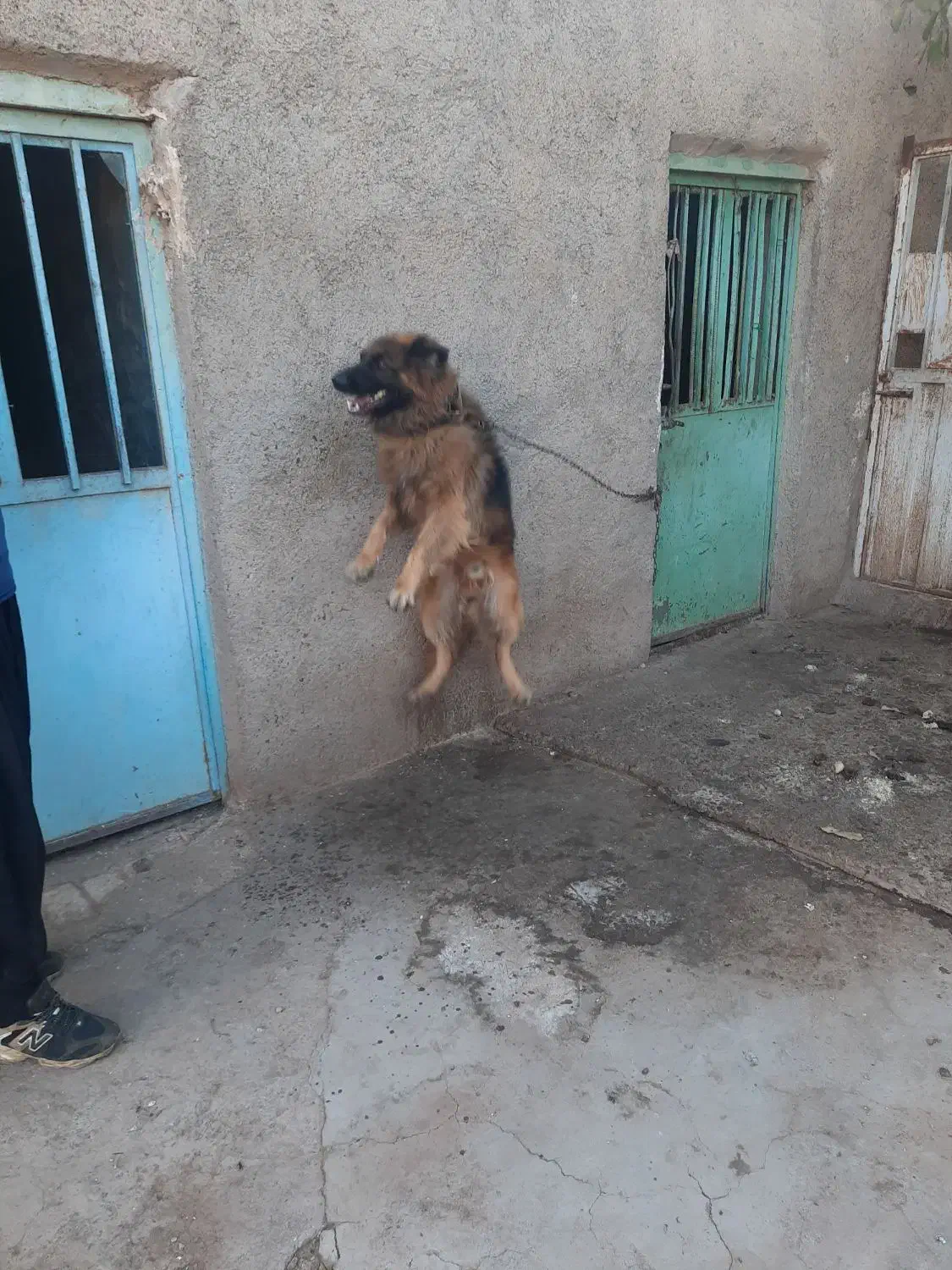 سگ ژرمن شپرد ۲ ساله|سگ|قزوین, |دیوار