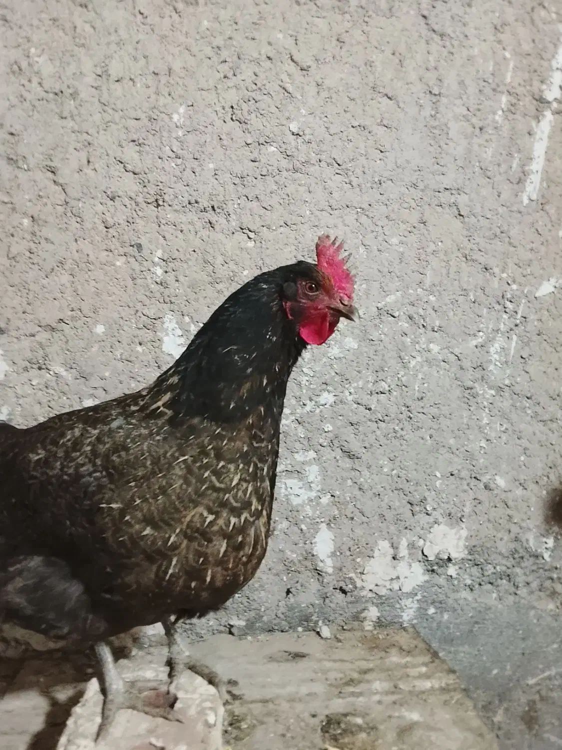 مرغ|حیوانات مزرعه|تایباد, |دیوار