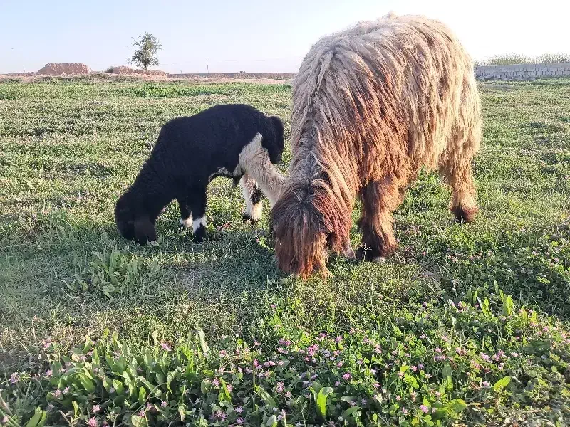 میش|حیوانات مزرعه|دزفول, |دیوار