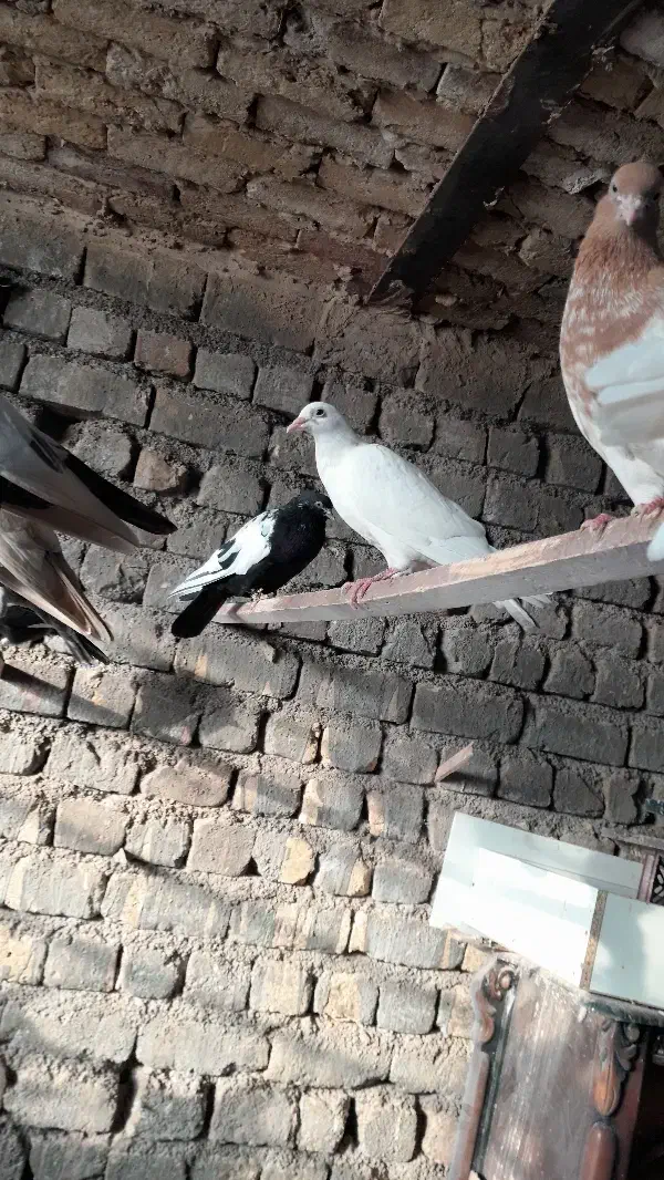 کبوتر رنگی|پرنده|قم, کاسه گران|دیوار