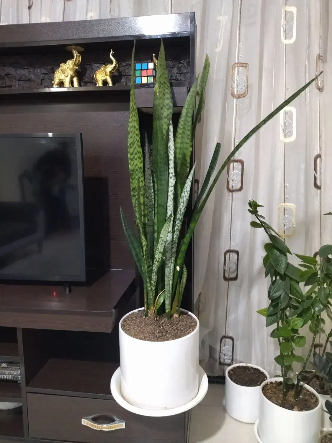 گل های آپارتمانی|گل و گیاه طبیعی|شاهین‌شهر, مسکن مهر|دیوار