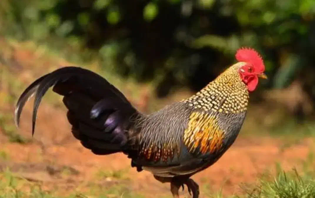 ۱۲عدد خروس بزرگ و کوچیک|حیوانات مزرعه|کوهدشت, |دیوار