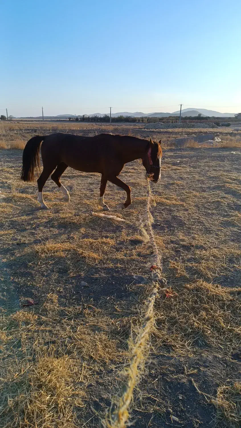 اسب|اسب و تجهیزات اسبسواری|رزن, |دیوار