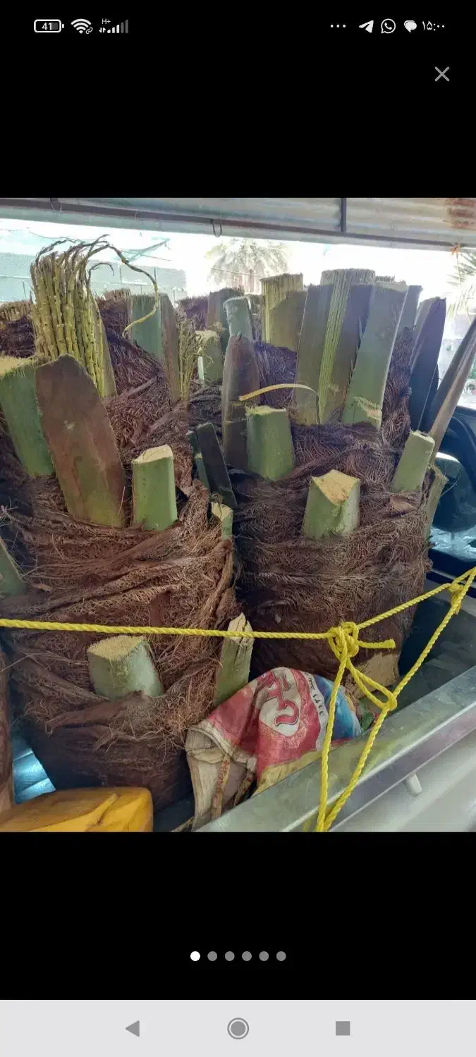 قطع نخل در باغ برای پیل|خدمات باغبانی و درختکاری|جنت, |دیوار