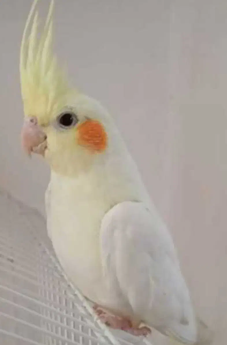 عروس هلندی گمشده|حیوانات|دورود, |دیوار