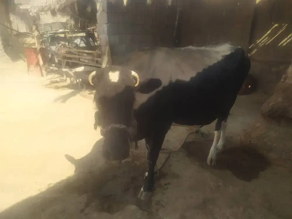 گاو پر شیر با نژاد|حیوانات مزرعه|کاکی, |دیوار