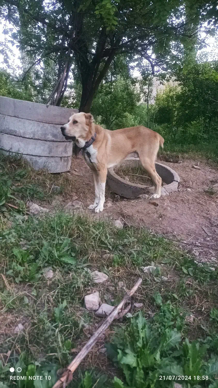 قوچان|سگ|قوچان, |دیوار