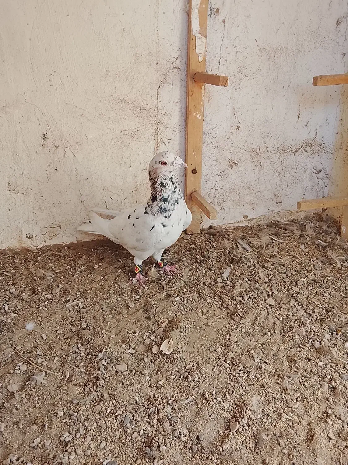 درود خدمت تمام عشق بازان عزیز|پرنده|سبزوار, قصبه شرقی|دیوار