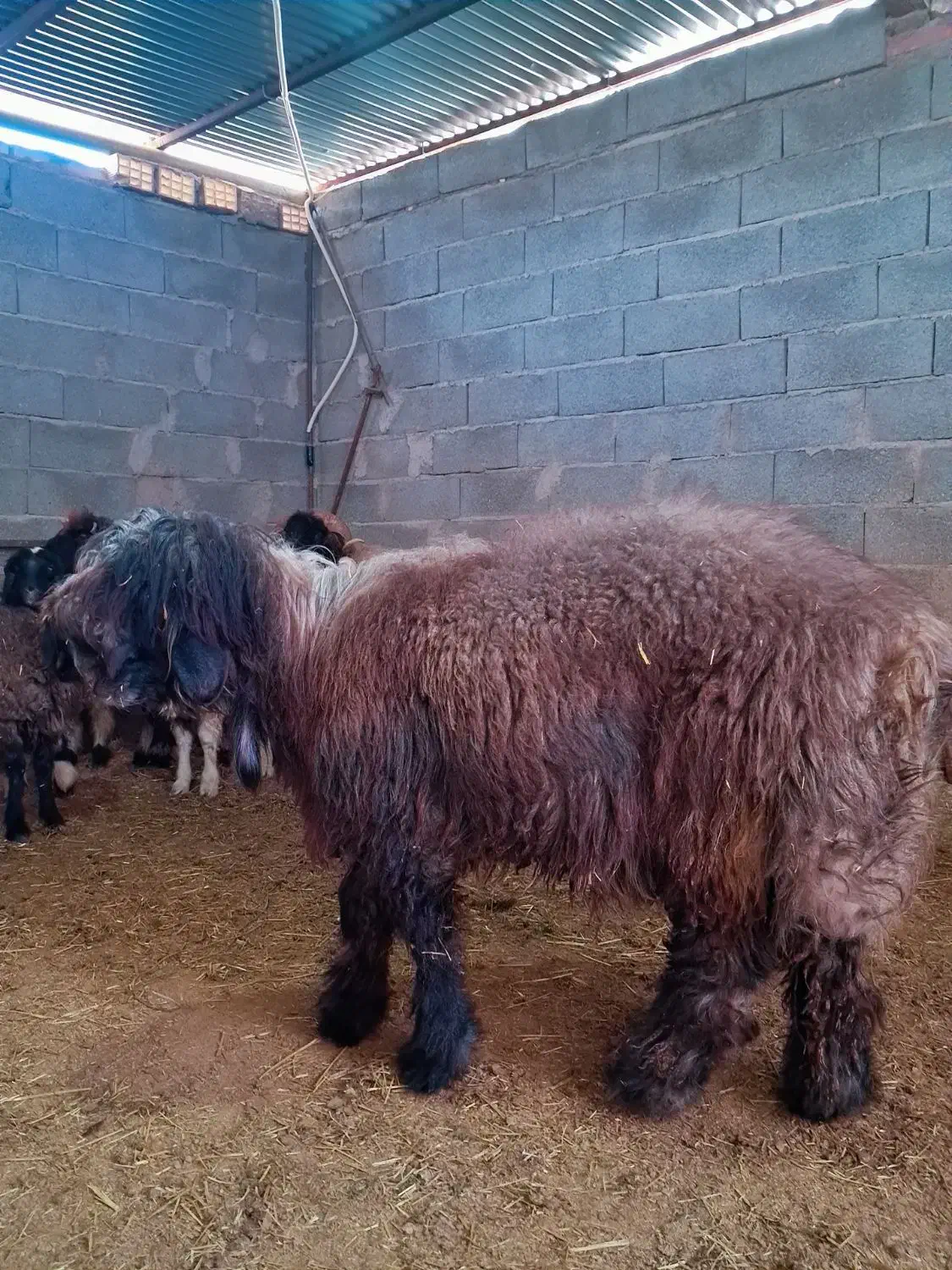 کوه تخمی|حیوانات مزرعه|مسجد سلیمان, |دیوار