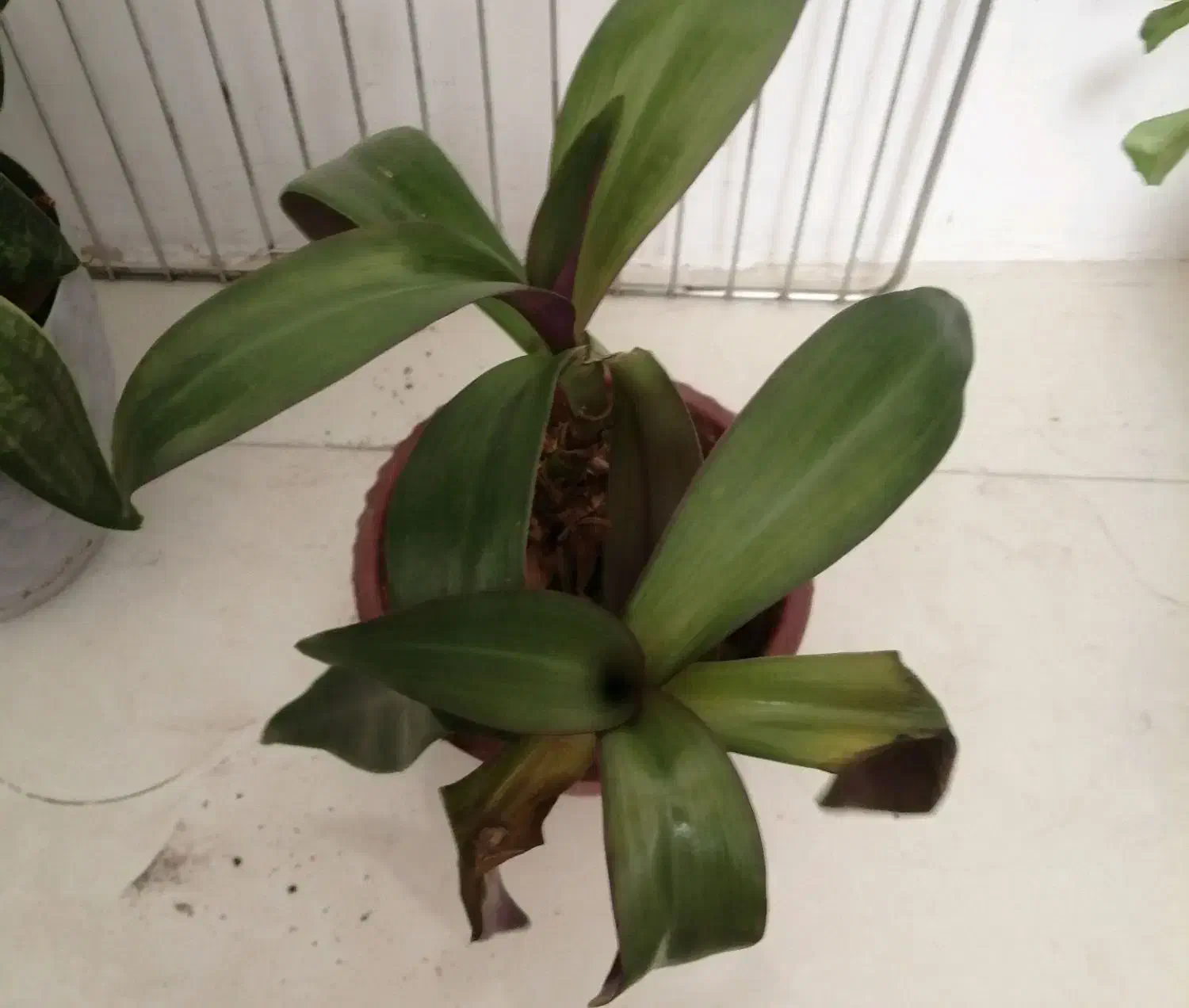 گلهای خانگی طلاییه|گل و گیاه طبیعی|شیراز, شهرک رضوان|دیوار