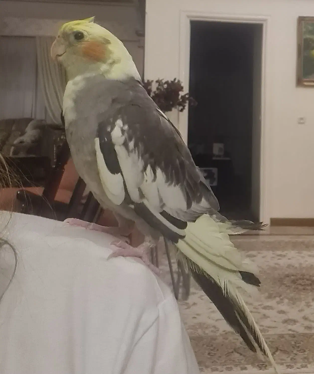 عروس هلندی|پرنده|گنبد کاووس, |دیوار