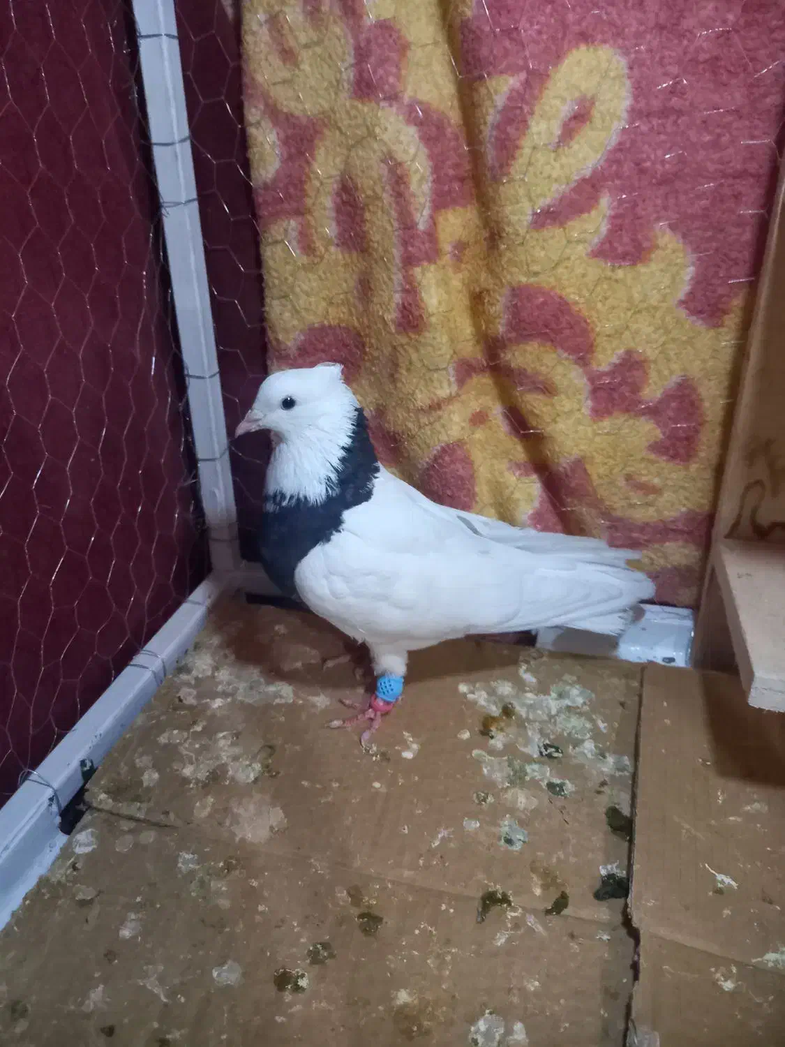 کبوتر طوق سیاه نر|پرنده|شیراز, لاله|دیوار