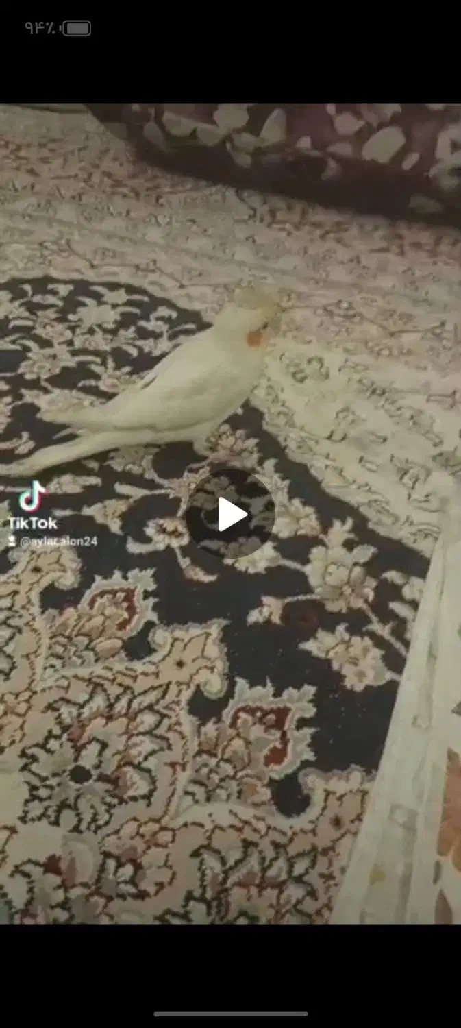 عروس هلندی|پرنده|اصفهان, عسگریه|دیوار