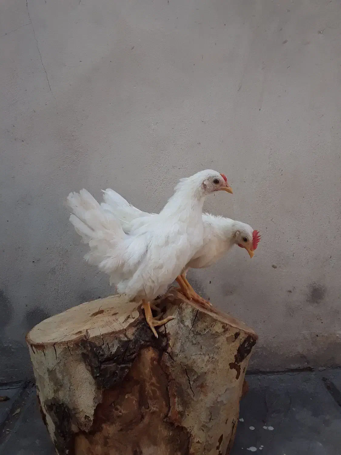 جوجه جاپنیز سفید پاک در انزلی|حیوانات مزرعه|رشت, کوی عرفان|دیوار