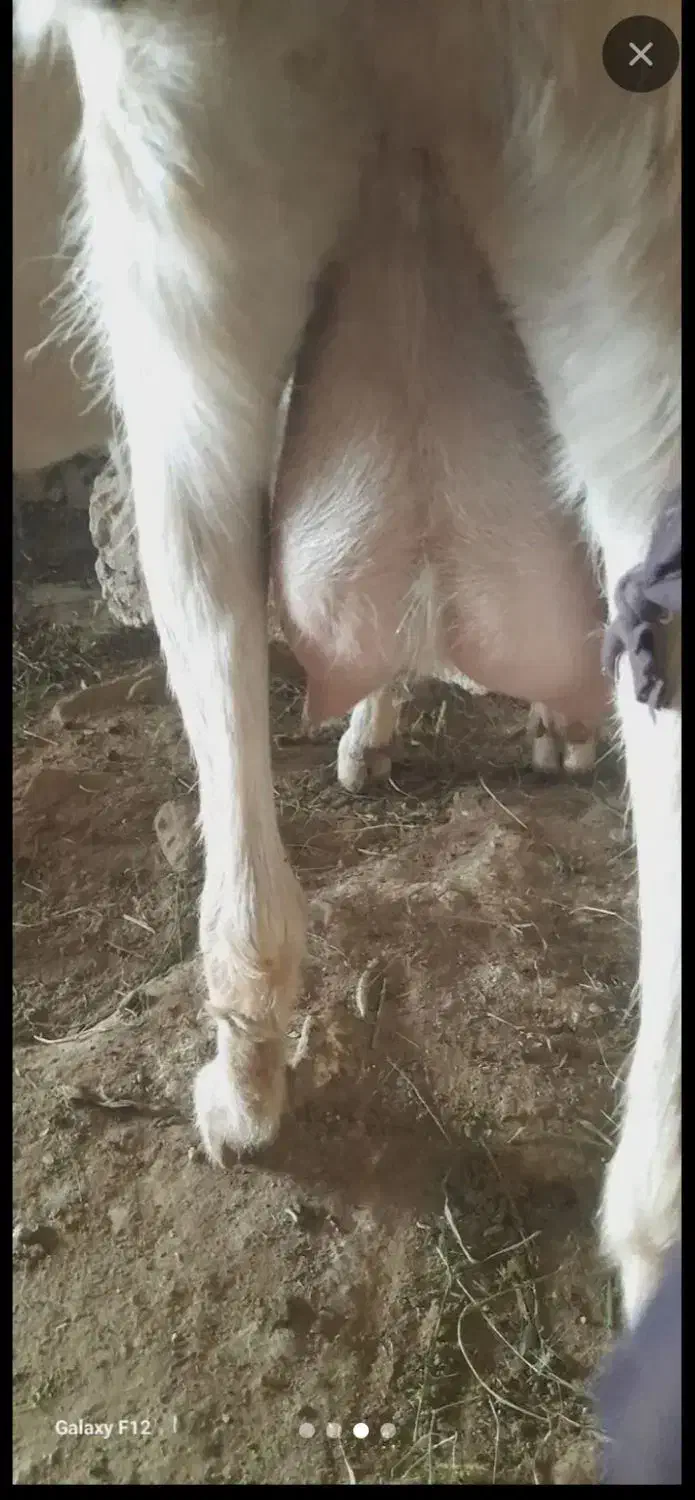 بزسانن با بزغاله|حیوانات مزرعه|مشهد, امین آباد|دیوار