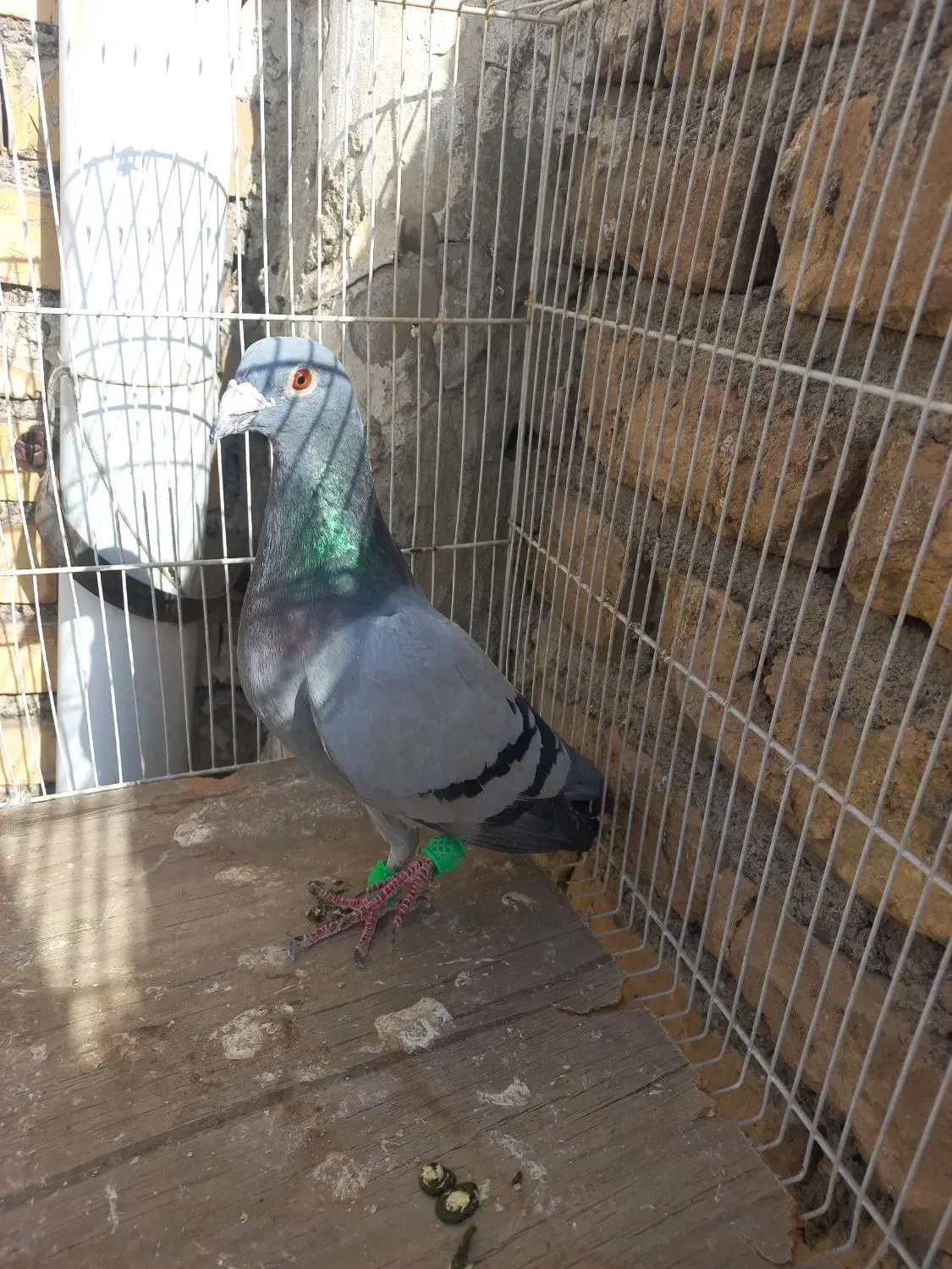 سبز|پرنده|رضویه, |دیوار