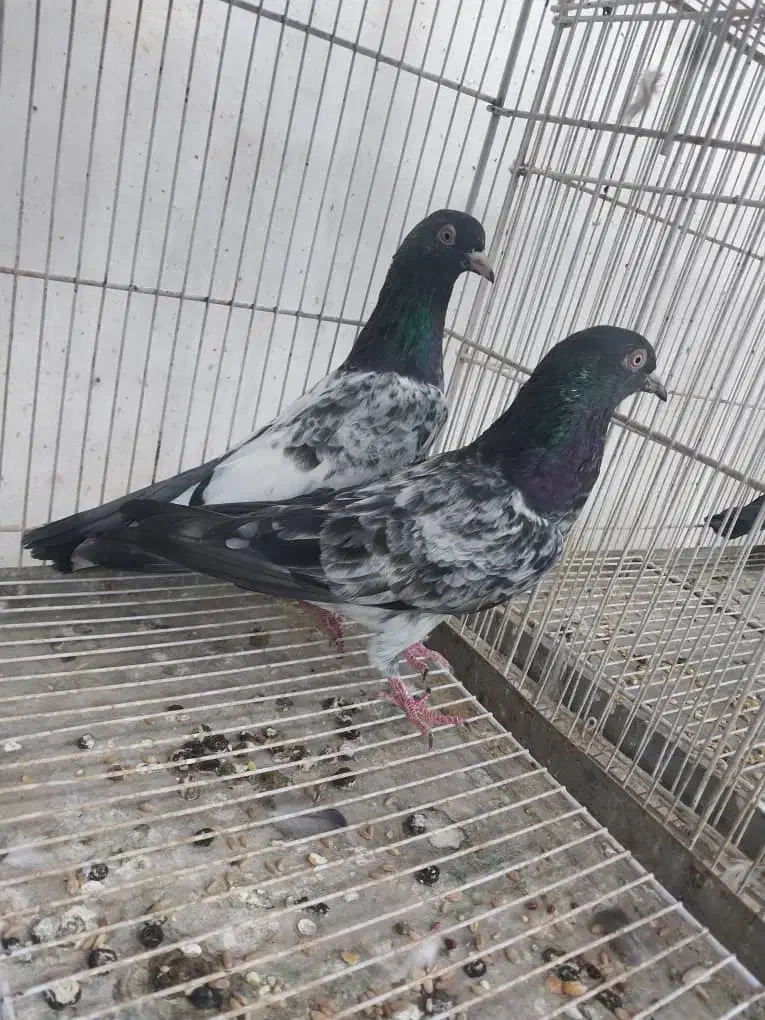 یک جفت کمانگر سیاه نابروان فروشی|پرنده|بندرلنگه, |دیوار