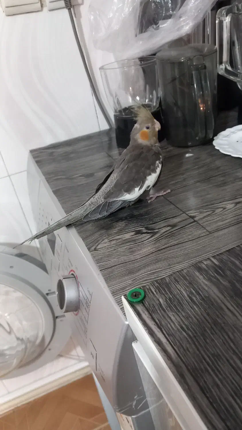 طوطی عروس|پرنده|نظرآباد, رسالت|دیوار