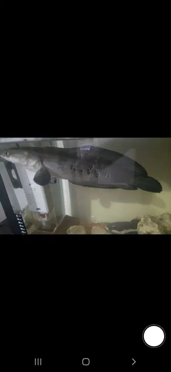 فروش ماهی مانستر و اکواریوم درجه 1|ماهی|ساری, |دیوار