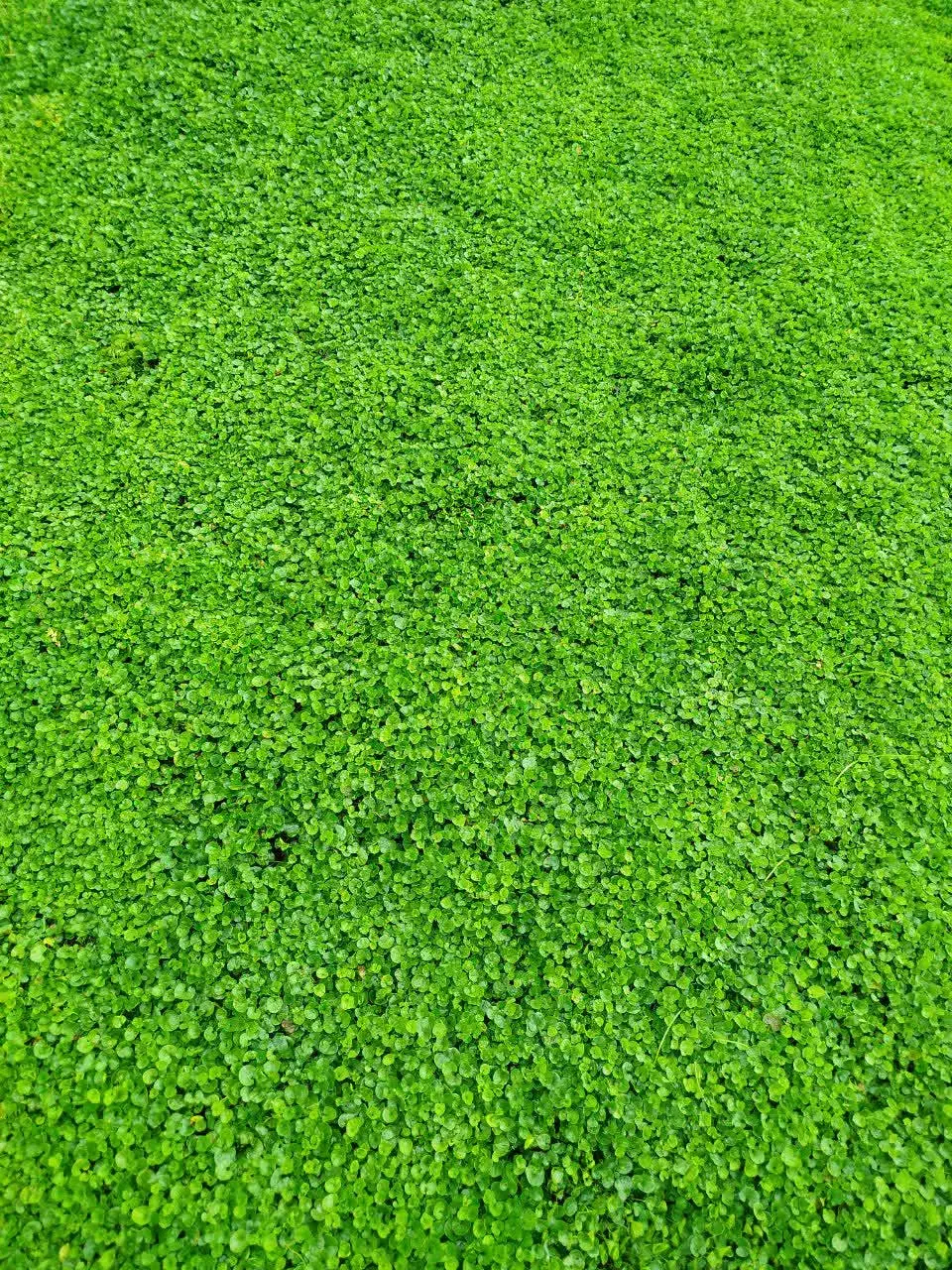 چمن طبیعی دایکوندرا|خدمات باغبانی و درختکاری|دابودشت, |دیوار