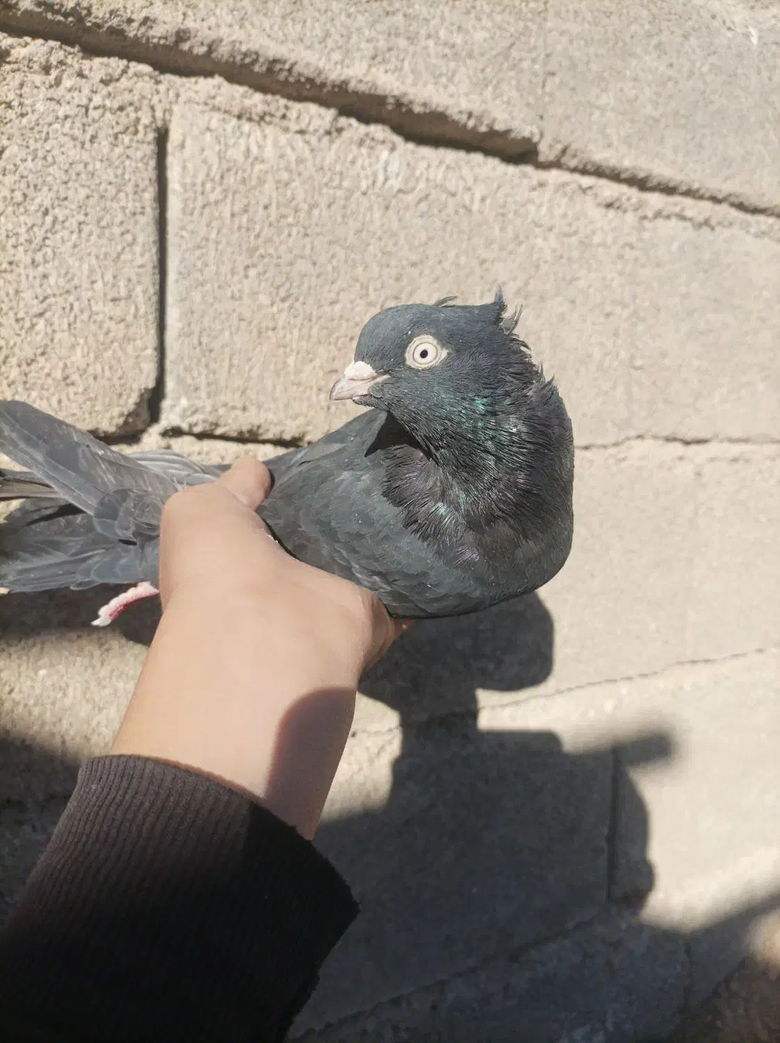 کبوتر|پرنده|ایذه, |دیوار