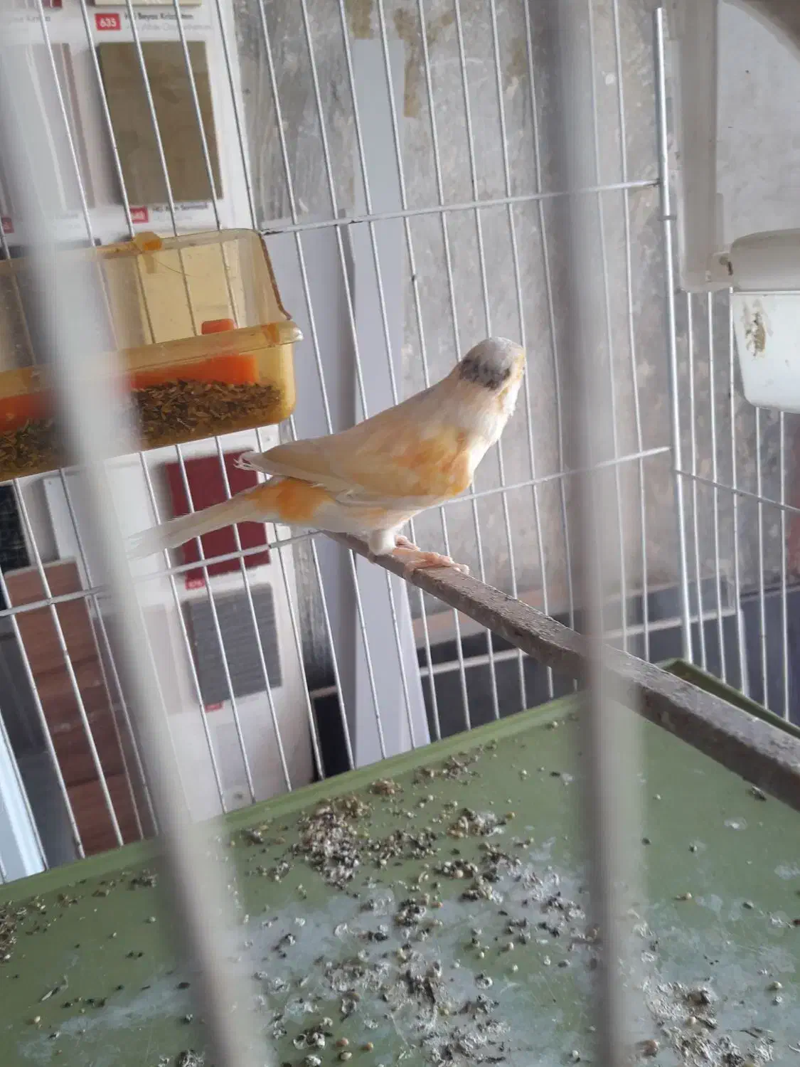 فناری نر موزایکی سرخ اصل اوجینال|پرنده|کرمانشاه, |دیوار