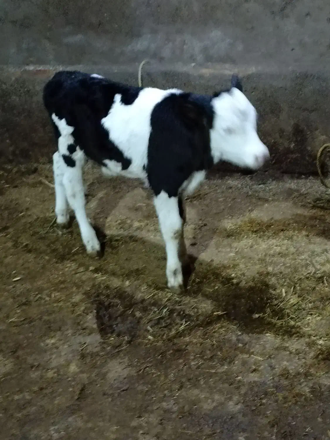 گوساله ی نر سیمینتال اصل|حیوانات مزرعه|قیدار, |دیوار