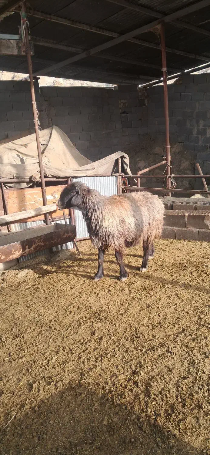 شیشک میش|حیوانات مزرعه|مرودشت, نقش رستم|دیوار