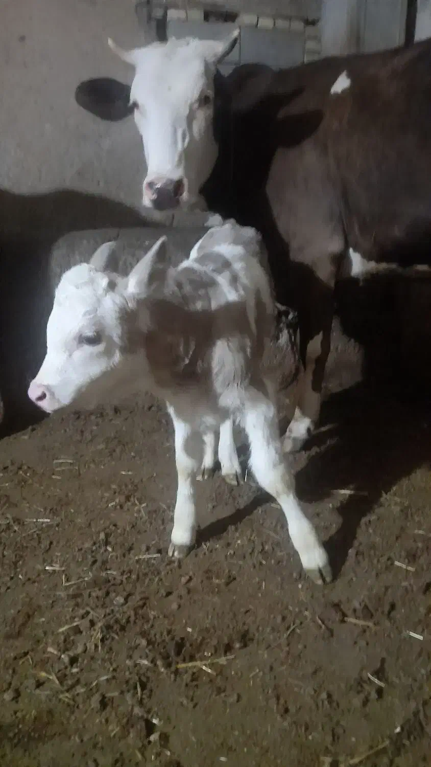 گاو شیری|حیوانات مزرعه|سراب, |دیوار