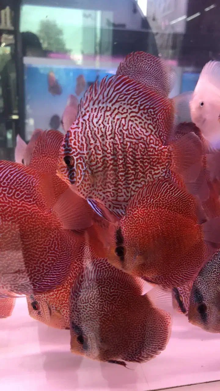 ماهی وآکواریوم(مستر دیسکس)|ماهی|تهران, باغ خزانه|دیوار