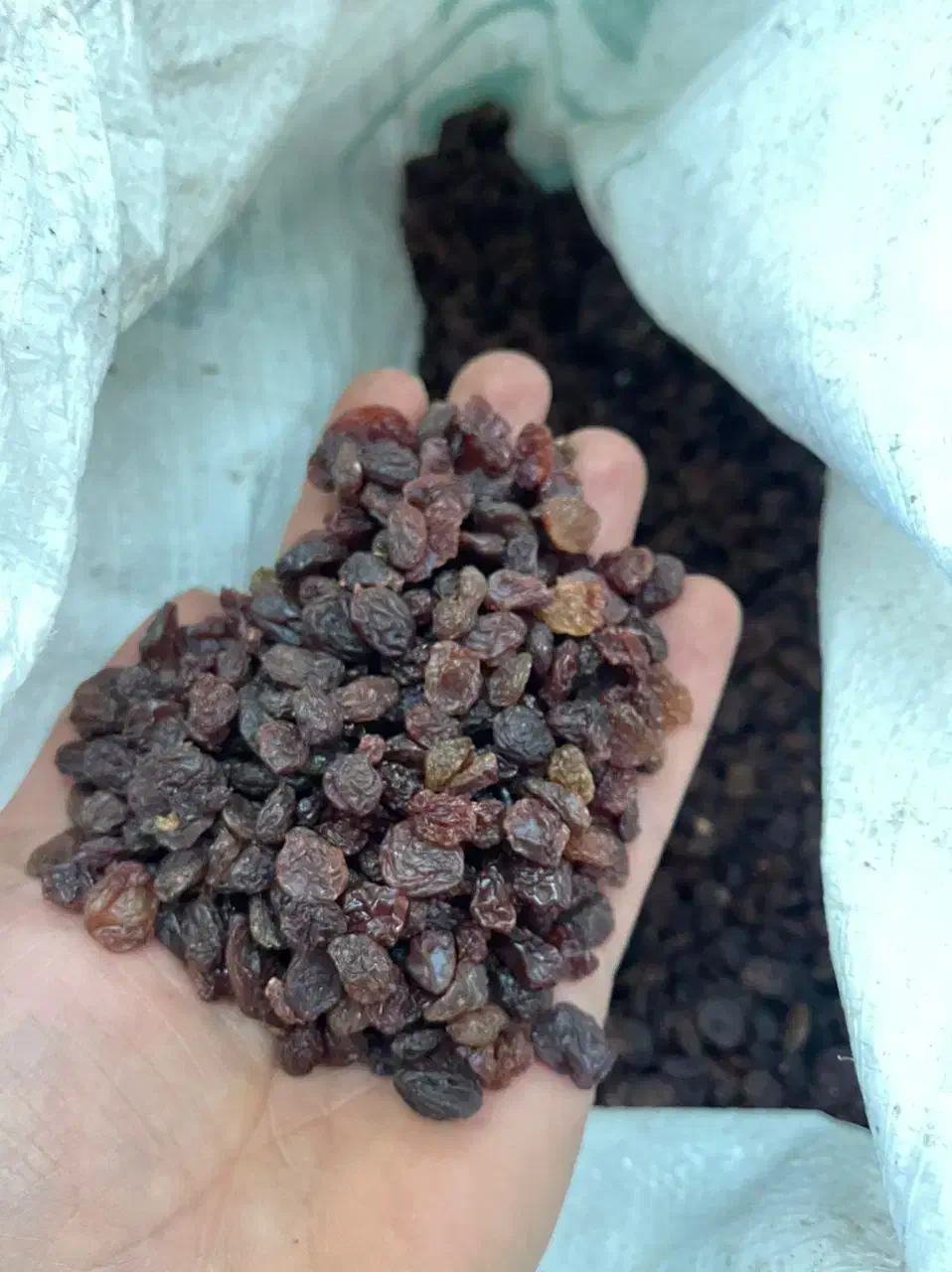 کشمش بیدانه افتابی|خوردنی و آشامیدنی|قزوین, |دیوار