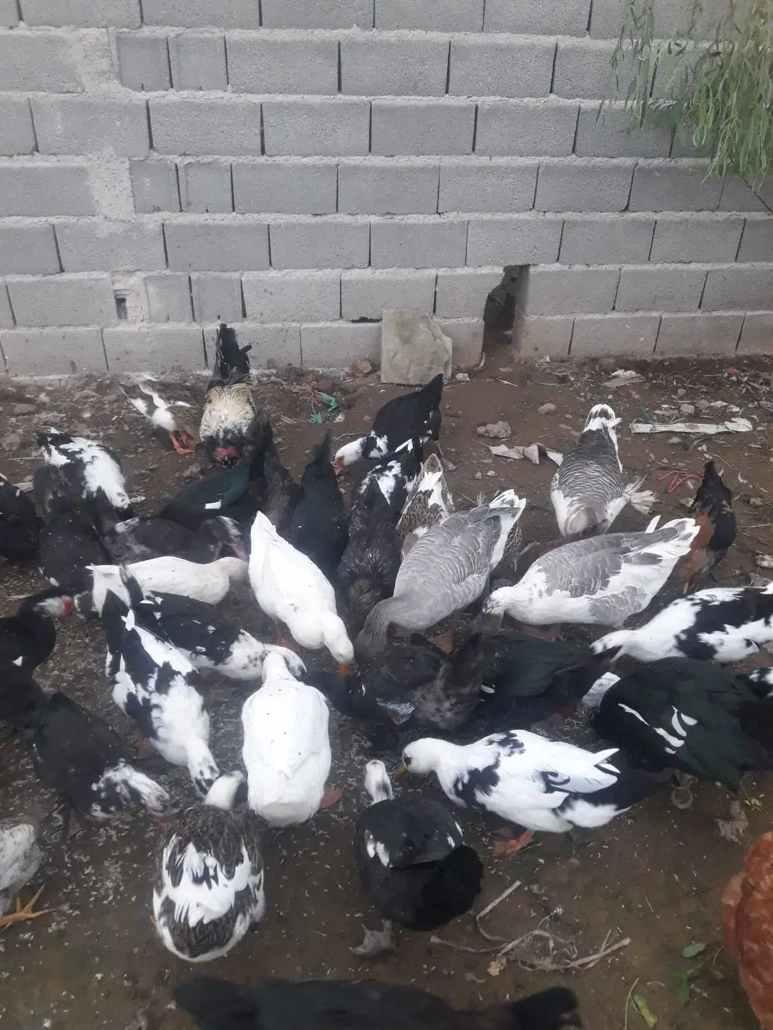 اردک محلی|حیوانات مزرعه|رشت, دخانیات|دیوار