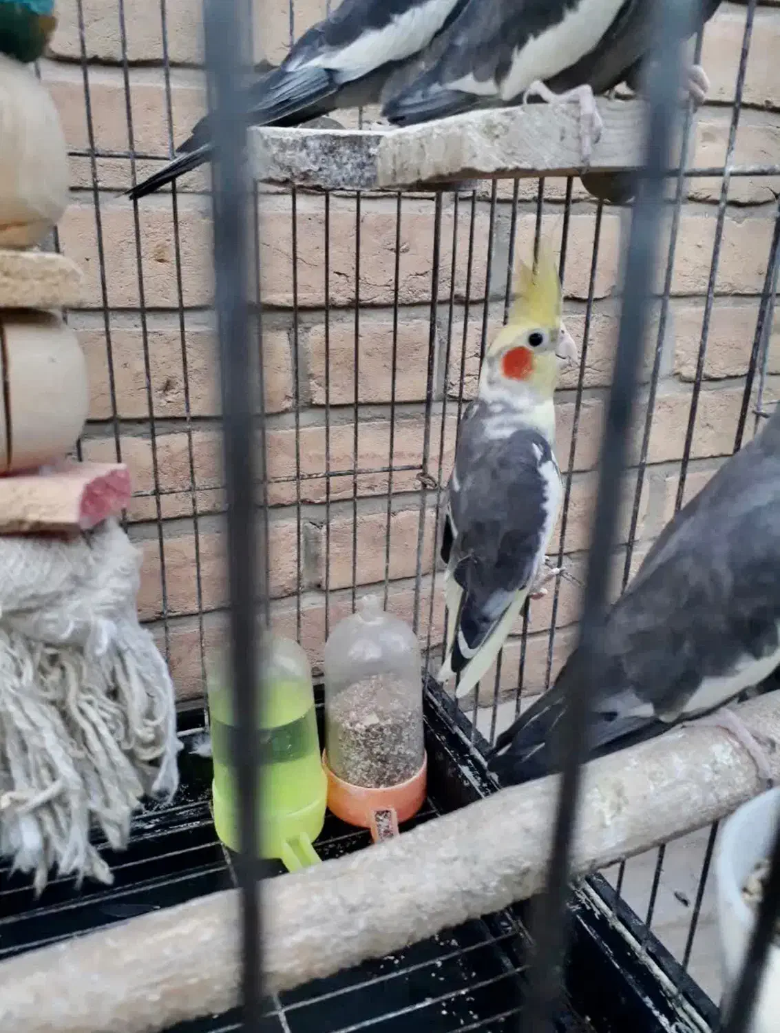 پرنده عروس بالغ|پرنده|رباطکریم, رباطکریم|دیوار