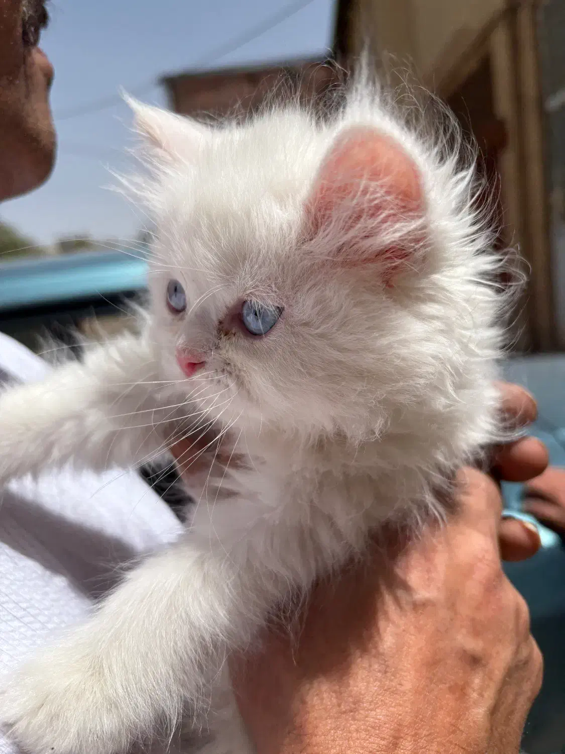 حیوانات|گربه|کرمان, |دیوار