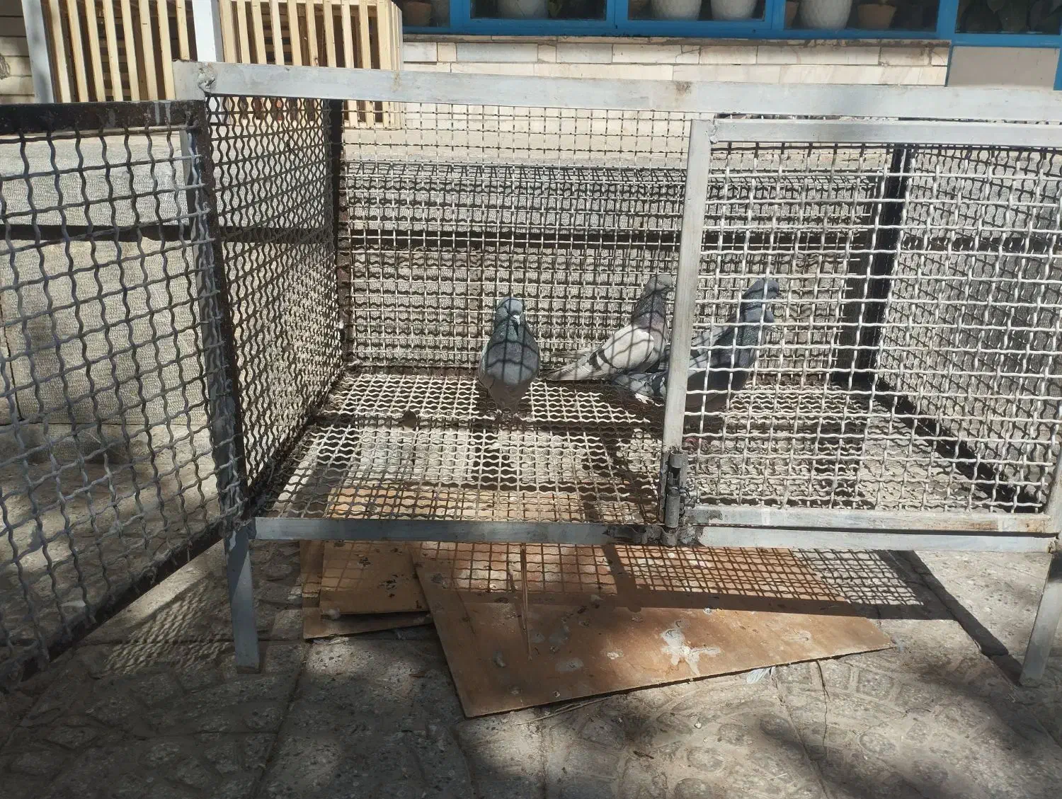 قفس.کبوتر.جفت کن محکم و عمری|پرنده|بروجن, |دیوار