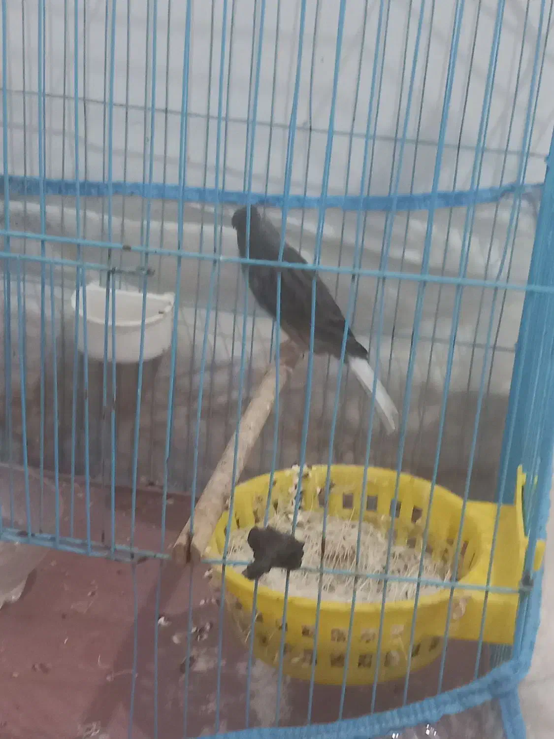 قناری|پرنده|خرمشهر, |دیوار