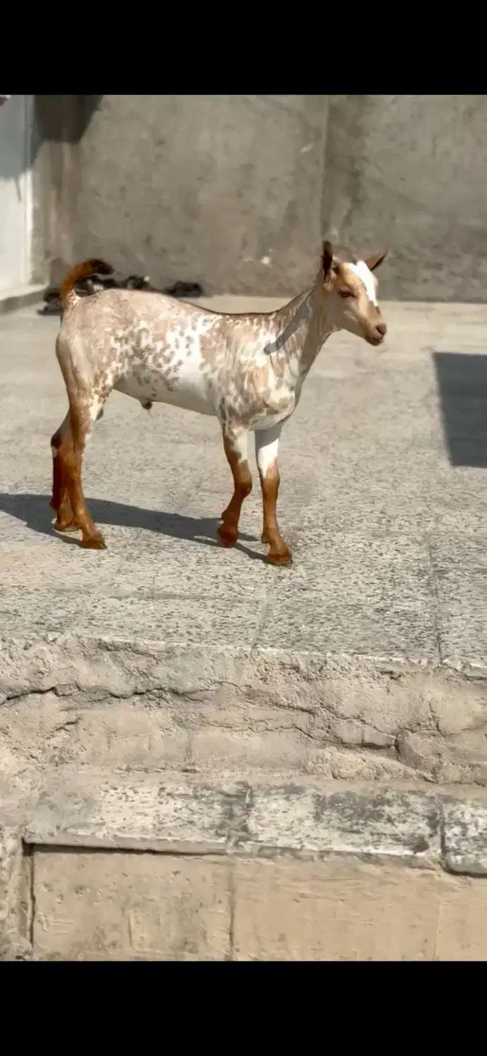 بره و میش آفریقایی|حیوانات مزرعه|رشت, کوی مهر|دیوار