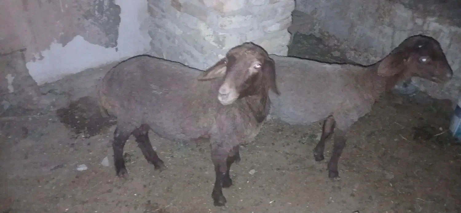 فوق العاده خوب|حراج|گنبد کاووس, |دیوار