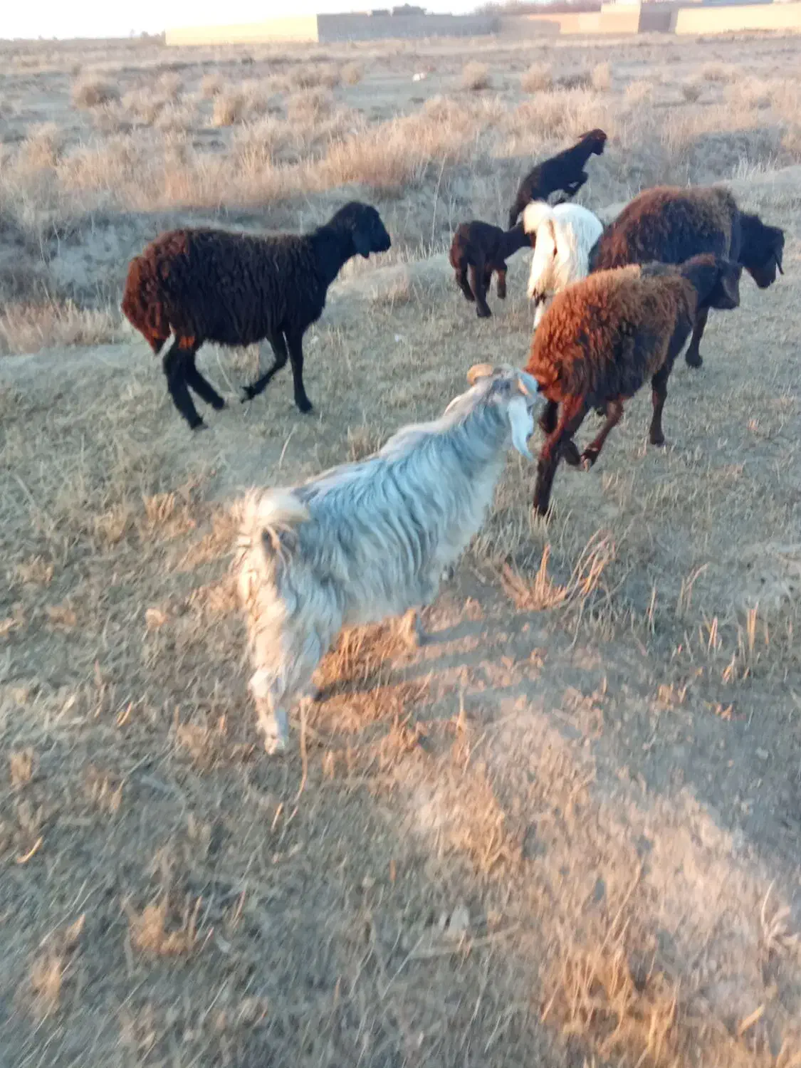 فروش دو عدد بزغاله یکی نرویکی ماده|حیوانات مزرعه|چهاربرج, |دیوار