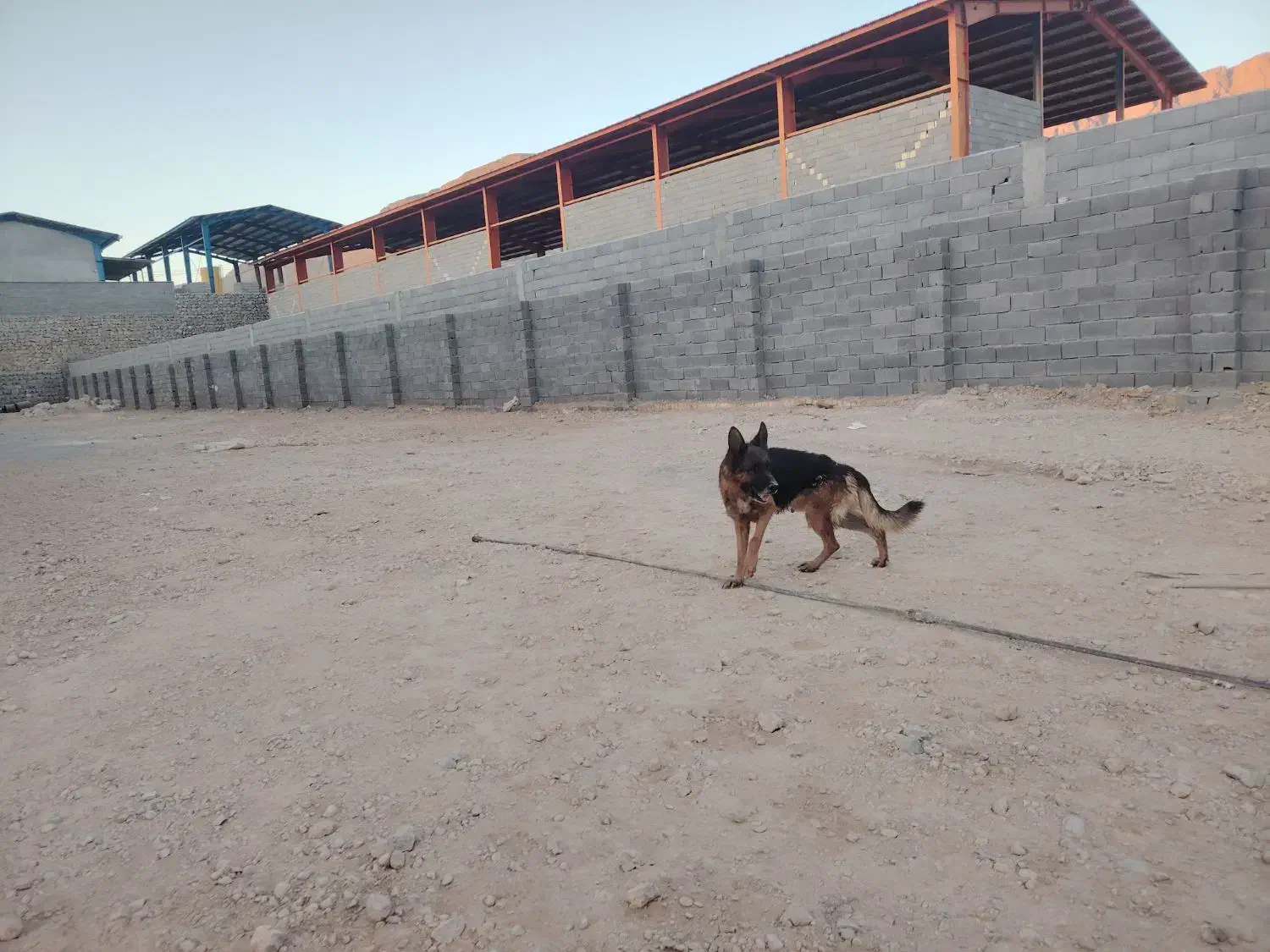 فروش دو قلاده سگ ژرمن|سگ|شهرکرد, |دیوار