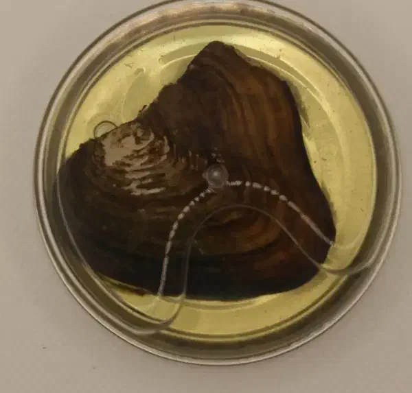 گردنبد زنانه برای ولنتاین حراجی|بدلیجات|اهواز, پادادشهر|دیوار