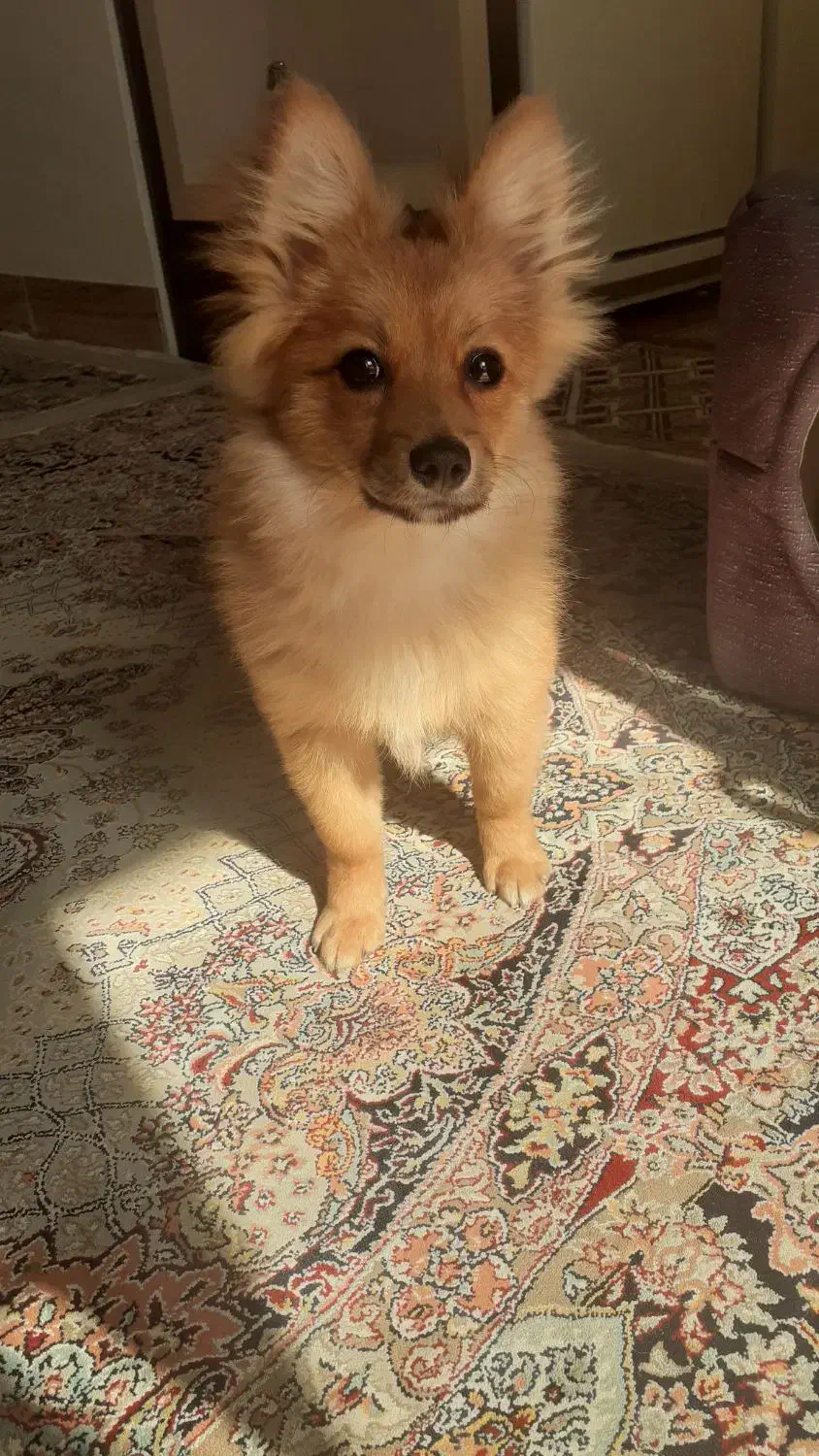 حیوانات|سگ|جلفا, |دیوار